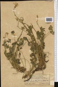 Aquilegia lactiflora Kar. & Kir., Middle Asia, Western Tian Shan & Karatau (M3)