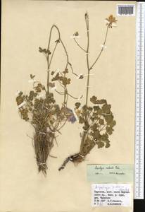 Aquilegia lactiflora Kar. & Kir., Middle Asia, Western Tian Shan & Karatau (M3) (Kyrgyzstan)