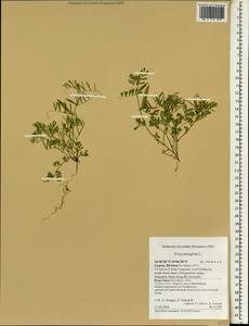 Vicia peregrina L., South Asia, South Asia (Asia outside ex-Soviet states and Mongolia) (ASIA) (Cyprus)