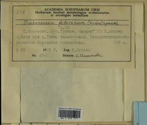 Cratoneuron filicinum (Hedw.) Spruce, Bryophytes, Bryophytes - Western Europe (BEu) (Norway)