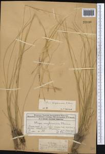 Stipa kirghisorum P.A.Smirn., Middle Asia, Dzungarian Alatau & Tarbagatai (M5) (Kazakhstan)