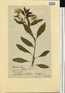 Oenothera biennis L., Eastern Europe, Lithuania (E2a) (Lithuania)