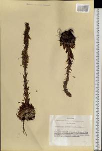Orostachys spinosa (L.) Mey. ex A. Berger, Siberia, Altai & Sayany Mountains (S2) (Russia)