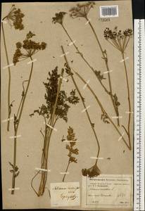 Selinum carvifolia (L.) L., Eastern Europe, Moscow region (E4a) (Russia)
