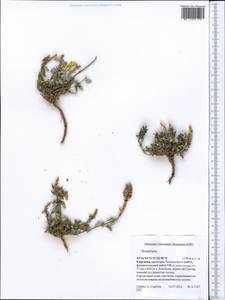 Scutellaria, Middle Asia, Western Tian Shan & Karatau (M3) (Kyrgyzstan)