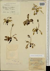 Taraxacum confusum Schischk., Caucasus, Krasnodar Krai & Adygea (K1a) (Russia)