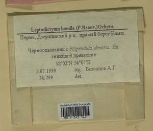 Hygroamblystegium humile (P. Beauv.) Vanderp., Hedenäs & Goffinet, Bryophytes, Bryophytes - Permsky Krai, Udmurt Republic, Sverdlovsk & Kirov Oblasts (B8) (Russia)