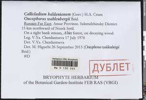 Callicladium haldaneanum (Grev.) H.A. Crum, Bryophytes, Bryophytes - Russian Far East (excl. Chukotka & Kamchatka) (B20) (Russia)