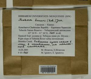 Alleniella besseri (Lobarz.) S. Olsson, Enroth & D. Quandt, Bryophytes, Bryophytes - North Caucasus & Ciscaucasia (B12) (Russia)