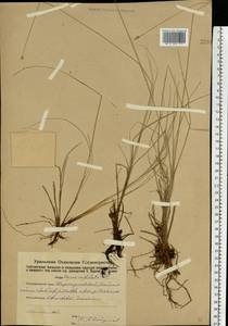 Carex capitata Sol., Eastern Europe, Eastern region (E10) (Russia)