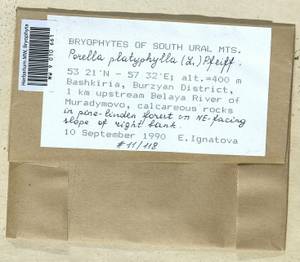 Porella platyphylla (L.) Pfeiff., Bryophytes, Bryophytes - South Urals (B14) (Russia)