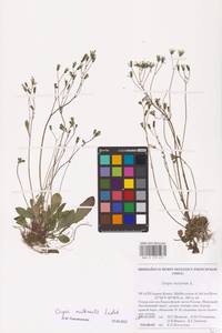 Crepis multicaulis Ledeb., Eastern Europe, Northern region (E1) (Russia)