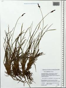 Carex rigidioides (Gorodkov) V.I.Krecz., Siberia, Russian Far East (S6) (Russia)