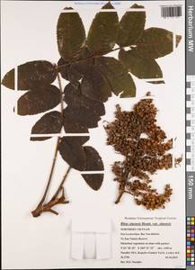 Ailanthus altissima (Miller) Swingle, South Asia, South Asia (Asia outside ex-Soviet states and Mongolia) (ASIA) (Vietnam)
