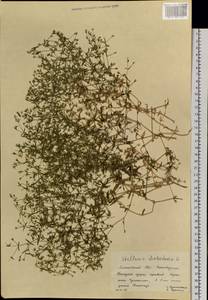 Mesostemma dichotomum (L.) Arabi, Rabeler & Zarre, Siberia, Altai & Sayany Mountains (S2) (Russia)