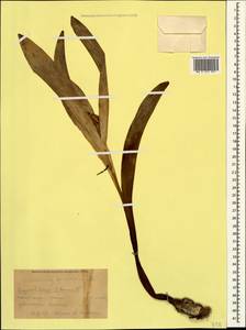 Colchicum speciosum Steven, Caucasus, Krasnodar Krai & Adygea (K1a) (Russia)