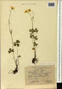 Ranunculus breyninus Crantz, Caucasus, Stavropol Krai, Karachay-Cherkessia & Kabardino-Balkaria (K1b) (Russia)