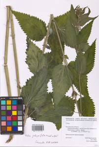 Urtica dioica subsp. pubescens (Ledeb.) Domin, Eastern Europe, Central forest-and-steppe region (E6) (Russia)