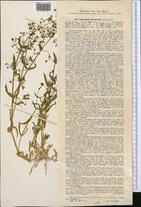 Lepyrodiclis holosteoides (C. A. Mey.) Fenzl ex Fisch. & C. A. Mey., Middle Asia, Syr-Darian deserts & Kyzylkum (M7) (Uzbekistan)