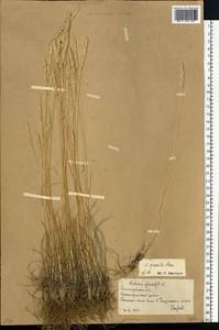 Koeleria pyramidata (Lam.) P.Beauv., Eastern Europe, Lower Volga region (E9) (Russia)