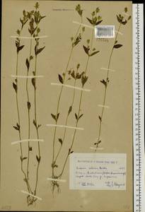 Halenia corniculata (L.) Cornaz, Siberia, Western (Kazakhstan) Altai Mountains (S2a) (Kazakhstan)