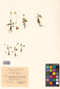 Parnassia palustris L., Siberia, Chukotka & Kamchatka (S7) (Russia)