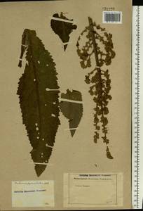 Verbascum pyramidatum M. Bieb., Eastern Europe, Rostov Oblast (E12a) (Russia)