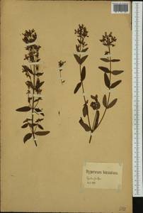 Hypericum hirsutum L., Western Europe (EUR) (Germany)