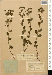 Euphorbia sareptana Becker, Caucasus, Stavropol Krai, Karachay-Cherkessia & Kabardino-Balkaria (K1b) (Russia)