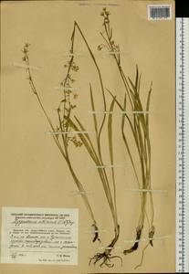 Anticlea sibirica (L.) Kunth, Siberia, Russian Far East (S6) (Russia)