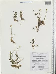 Cerastium alpinum L., Eastern Europe, Northern region (E1) (Russia)