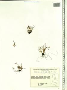 Luzula arcuata subsp. unalaschkensis (Buch.) Hultén, Siberia, Chukotka & Kamchatka (S7) (Russia)