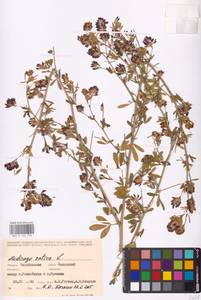 Medicago sativa L., Eastern Europe, Eastern region (E10) (Russia)