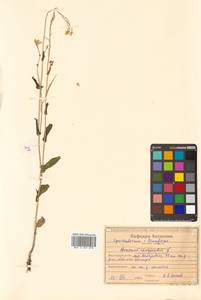 Brassica rapa L., Siberia, Russian Far East (S6) (Russia)