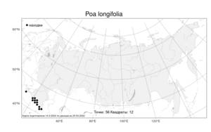 Poa longifolia Trin., Atlas of the Russian Flora (FLORUS) (Russia)