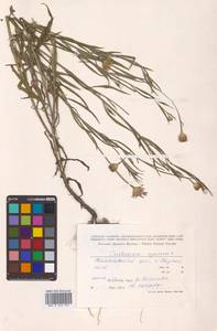 Centaurea cyanus L., Siberia, Chukotka & Kamchatka (S7) (Russia)