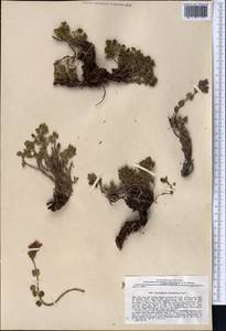 Dracocephalum oblongifolium Regel, Middle Asia, Western Tian Shan & Karatau (M3) (Uzbekistan)