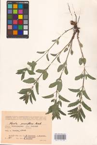 MHA 0 155 698, Nepeta ucranica subsp. parviflora (M.Bieb.) M.Masclans de Bolos, Eastern Europe, Lower Volga region (E9) (Russia)