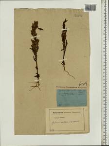 Gentianella amarella (L.) Börner, Eastern Europe, Moscow region (E4a) (Russia)