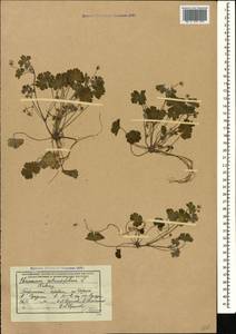 Geranium rotundifolium L., Caucasus, Abkhazia (K4a) (Abkhazia)