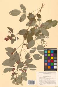 Lespedeza bicolor Turcz., Siberia, Russian Far East (S6) (Russia)