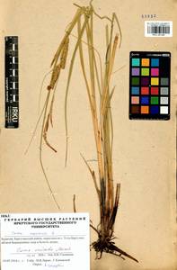 Carex vesicata Meinsh., Siberia, Baikal & Transbaikal region (S4) (Russia)