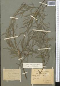Salix capusii Franch., Middle Asia, Pamir & Pamiro-Alai (M2) (Kyrgyzstan)