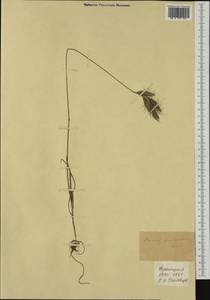 Bromus lanceolatus Roth, Western Europe (EUR) (France)
