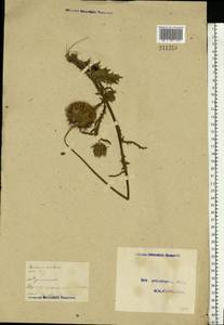 Carduus nutans, Eastern Europe, Moscow region (E4a) (Russia)