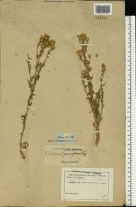 Centaurea stoebe subsp. stoebe, Eastern Europe, Rostov Oblast (E12a) (Russia)
