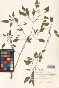 Chenopodium suecicum Murr, Eastern Europe, Lithuania (E2a) (Lithuania)