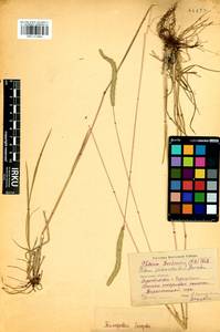 Phleum phleoides (L.) H.Karst., Siberia, Baikal & Transbaikal region (S4) (Russia)