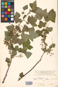 Ribes nigrum L., Eastern Europe, Moscow region (E4a) (Russia)