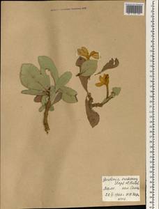 Gardenia erubescens Stapf & Hutch., Africa (AFR) (Mali)